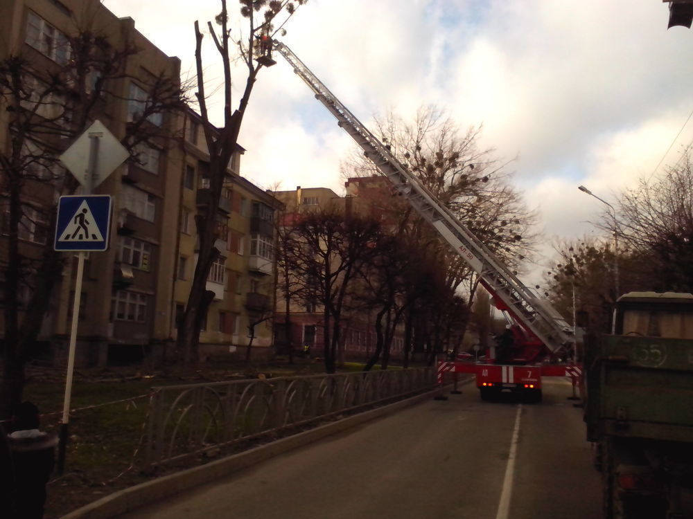 На улице Морозова в Ставрополе начали пилить деревья