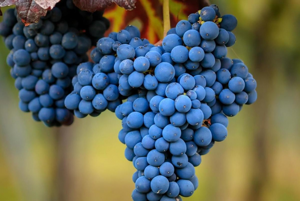 Более 100 сортов винограда выращивают на Ставрополье