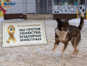 Ставропольские зоозащитники объявили бойкот предлагаемому режиму экстраординарной ситуации по бездомным собакам 