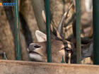 Ставропольский Парк Победы обещает оставить зоопарк «Берендеево» еще на год 