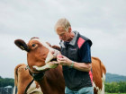 «Ставка на коров»: серьезно нарастить производство молока намерены в Ставропольском крае