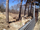 Вырубка столетних крымских сосен в городе-курорте Кисловодск возмутила общественность