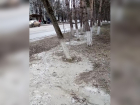 Варварское уничтожение сосен строителями снял на видео житель Ставрополья