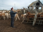 За угон скота на Ставрополье полицейский пойдет под суд