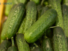 Огурцы на Ставрополье не сдают позиции и продолжают дорожать