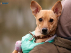 Ответственность за здоровье укушенной собакой девочки понесет администрация Пятигорска 