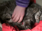 Ставропольская кошка родила в моторном отсеке авто