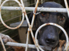 Спасение собак из концлагеря для животных организовали волонтеры Ставрополя
