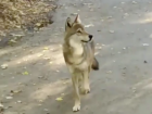Снявший волка на видео в Ставрополе рассказал "Блокноту" подробности