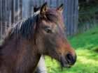 Бесхозная лошадь забрела в детский санаторий в Кисловодске