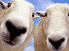 Работники украли со ставропольской фермы овец на 100 тысяч рублей
