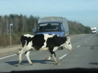 Одинокую корову сбил "Хендай-Акцент" с ослепленной дальним светом женщиной-водителем на Ставрополье