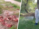 Заваленный останками мертвых коров берег реки Юцы на Ставрополье убрали и продезинфицировали