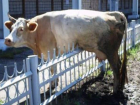 Застрявшую при прыжке через забор корову сняли с острых прутьев на Ставрополье