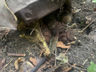 На Ставрополье в лесу нашли гранаты вместо грибов