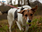 За 2,4 миллиона мэрия Ставрополя ищет специалистов по отлову собак 