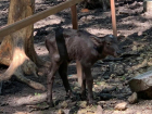 Бэби-бум продолжается: в ставропольском зоопарке впервые появился буйволенок