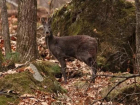 В лесах Железноводска заметили редкого оленя