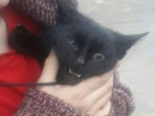 Живодеры из Пятигорска выкинули кошку и котят в завязанном пакете