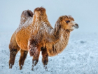 Сюрреалистичный пейзаж с верблюдами в ставропольской степи обнаружил фотограф-путешественник