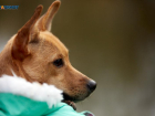 Хозяину покусавшей человека собаки придется платить солидный штраф на Ставрополье из-за халатности
