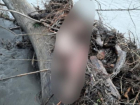 В Адыгее спасатели нашли тело туриста, ради которого в Хаджохской теснине рискнул жизнью ставрополец