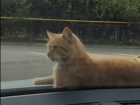 Наглый рыжий кот стал героем смешного видеоролика с трагичной музыкой на Ставрополье