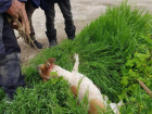 «Стали собак жрать своими гнилыми ртами»: волонтеры отбили животных у бездомных на Ставрополье