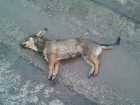 Отравленную собаку снова нашли в Михайловске