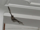 В Ставрополе летучая мышь поставила на уши жильцов квартиры