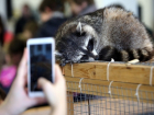 Запретить контактные зоопарки и содержание диких животных в квартирах предложили в Ставрополе