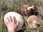Огромные килограммовые грибы удивили жителей окрестностей Ставрополя 