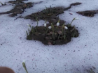 Распустившиеся на Ставрополье подснежники напомнили о приближении весны