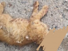 Дети до смерти забили бездомного кота в Пятигорске 