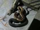 Ядовитая гадюка заползла в дом супругов под Ставрополем