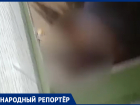 Белку с пробитой головой обнаружили в Ставрополе