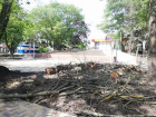 Мэрия Ставрополя пообещала провести компенсационную высадку спиленных деревьев в сквере на Лермонтова