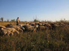 На Ставрополье двое пастухов не поделили пастбище и один зарезал другого 