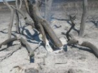 В Буденновском районе загорелась ферма