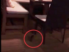 Бегающая под столами крыса напугала посетителей кафе «Орегано» в Ставрополе и попала на видео
