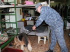 Собака по кличке «Дик» унюхала зашитые в вареную курицу наркотики в колонии на Ставрополье
