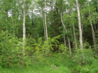 50 лесных участков Ставрополья вернули в собственность РФ
