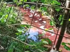«Кровавая» река в районе кожзавода возмутила жителей Ставрополя