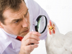 Птичьего гриппа эпидемиологи опасаются на Ставрополье