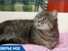 Кошка Дымка из Ставрополя готова к переезду