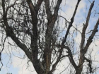 Десятки сухих деревьев в мемориале памяти воинам-афганцам в Ставрополе возмутили горожанина 