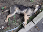 Живодеры жестоко убили двух щенков в Кисловодске