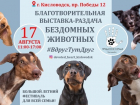 В Кисловодске 17 августа бездомным животным помогут найти дом