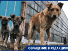 «Не люди — нелюди!» — неизвестные расстреляли стаю собак на Ставрополье