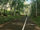 Стадо коров на велодорожках в парке шокировало жителей Кисловодска